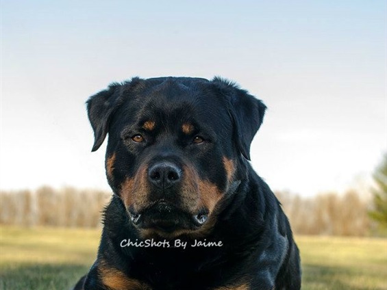 Ckc rottweiler clearance puppies for sale